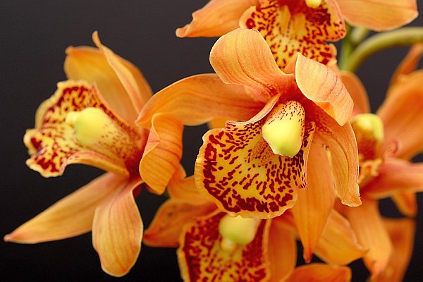 Orchideen und die Aller © Pixabay