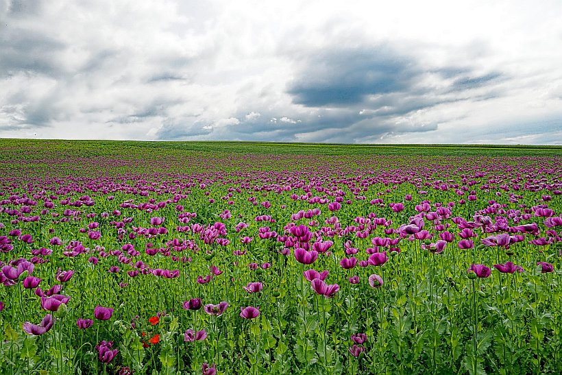 Zur Mohnblüte ins Frau-Holle-Land 29.06.25