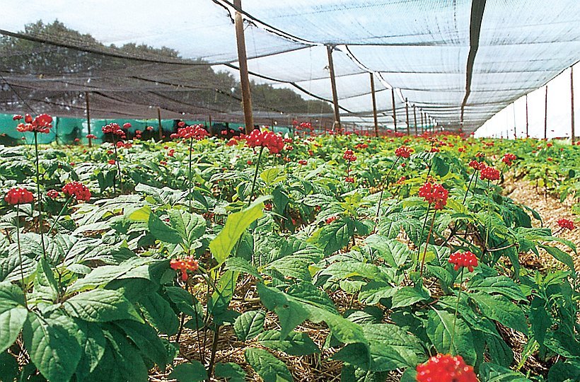 Tagesfahrt Ginseng und die wundersmae Welt der Iserhatsche