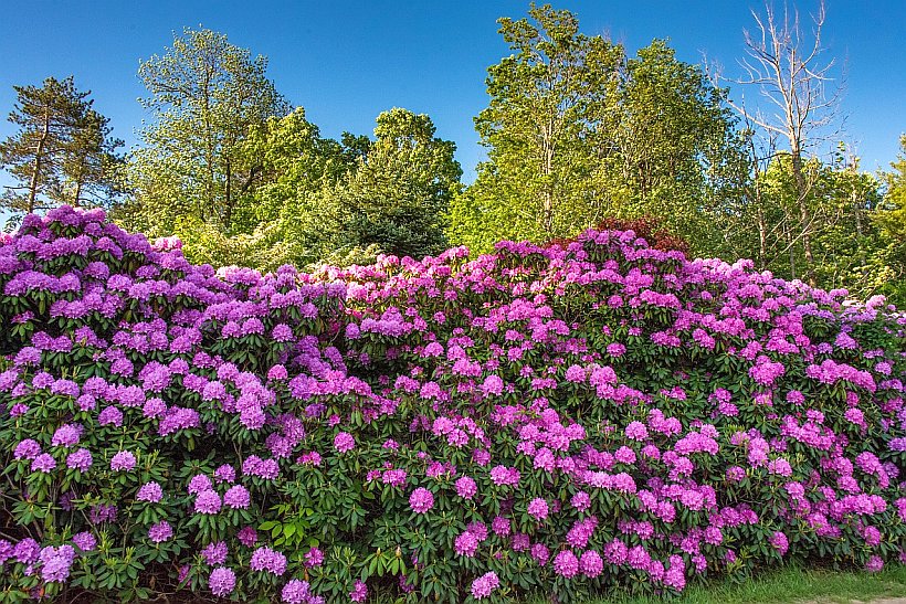 Rhododendron-Erlebnis im Ammerland 17.05.25