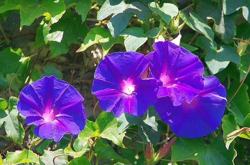 Gartencenter Emsflower