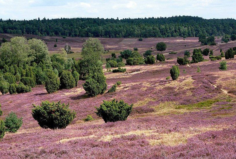 Misselhorner Heide per Kutsche erleben